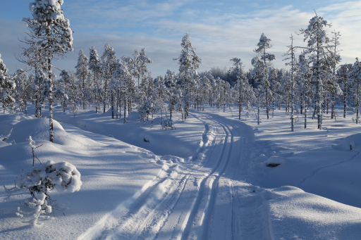 Erämaalatu
