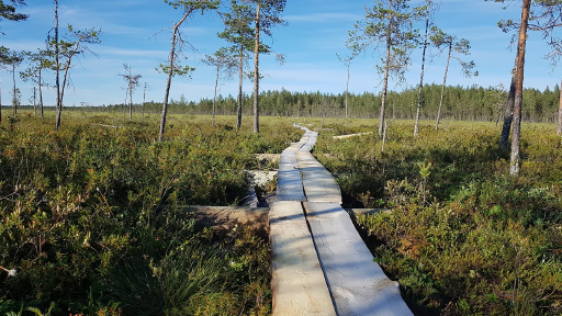 Kopsanneva nature trali

