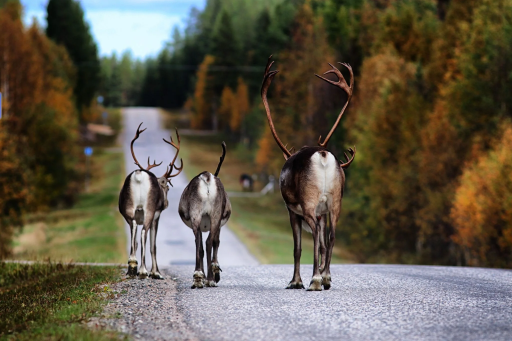 Top 10 things to do in Posio