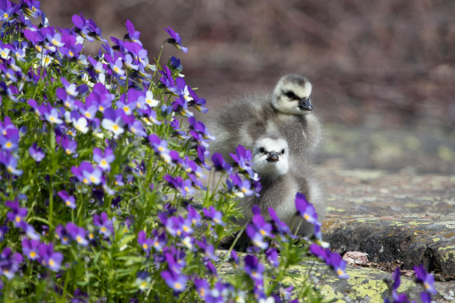 Harakka Island’s newly hatched chicks (in Finnish)
