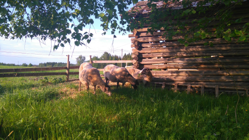 Niemelä Sheepfarm
