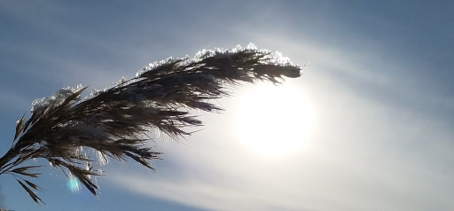 Experiences in Tyrnävä: Tours, Local History, and Snowshoeing