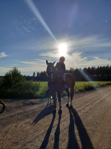 Enjoy a fun and unforgettable day with quality horse activities