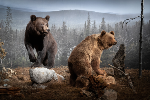 17. The bear