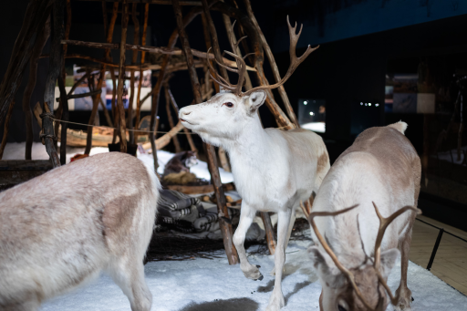 19. Winter hut, reindeer husbandry and nomadic lifestyle