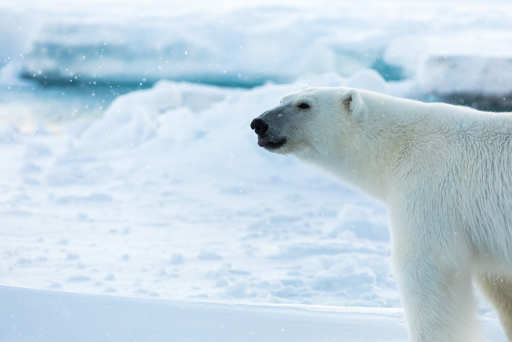 10. Polar bear